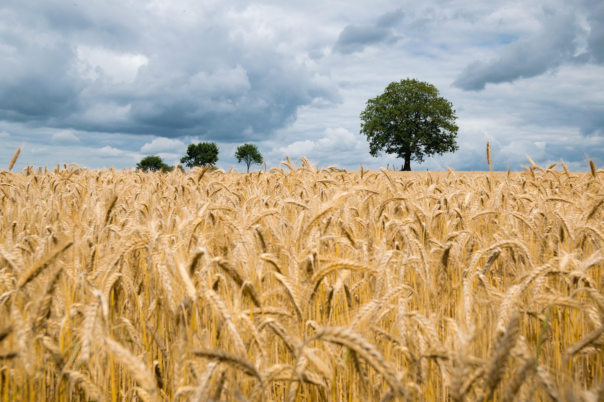 Gottesdienst & Gesprächsabend Landwirtschaft & Gesellschaft "Gemeinsam die Zukunft unserer Ernährung gestalten"